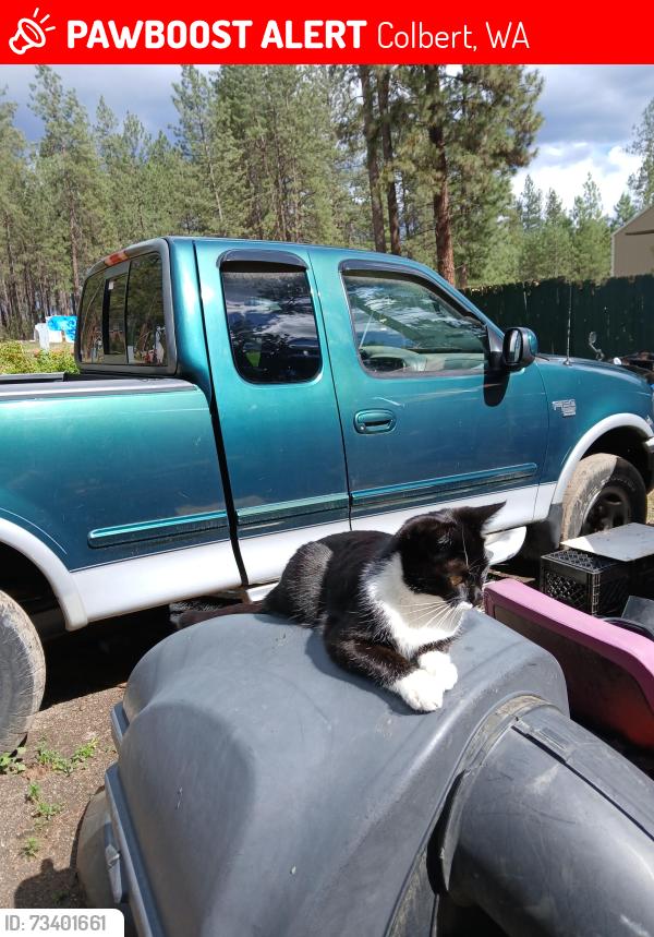 Lost Female Cat last seen North Boston rd and handy rd, Colbert, WA 99005