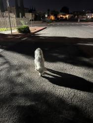 Found/Stray Unknown Dog last seen Chito Samaniego and Sabrina Lyn, El Paso, TX 79925