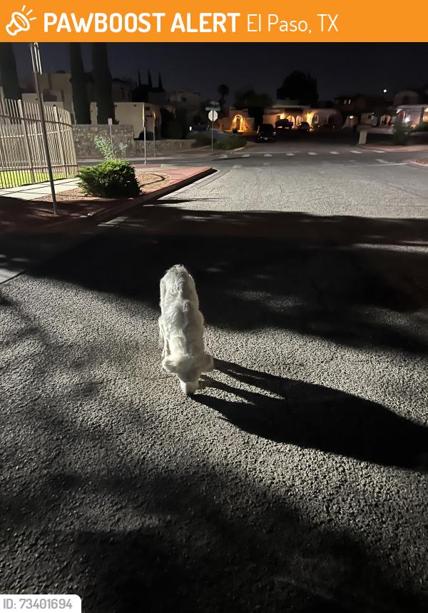 Found/Stray Unknown Dog last seen Chito Samaniego and Sabrina Lyn, El Paso, TX 79925
