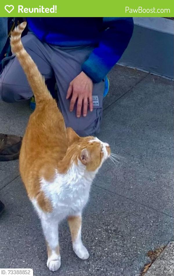 Reunited Male Cat last seen Telegraph and 62nd Street, Oakland, CA 94609