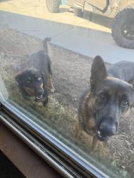 Found/Stray Male Dog last seen Hesperia airport, Hesperia, CA 92345