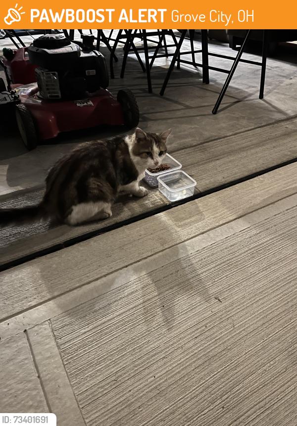 Found/Stray Unknown Cat last seen Dyer rd Sussex place and Lewes castle drive, Grove City, OH 43123