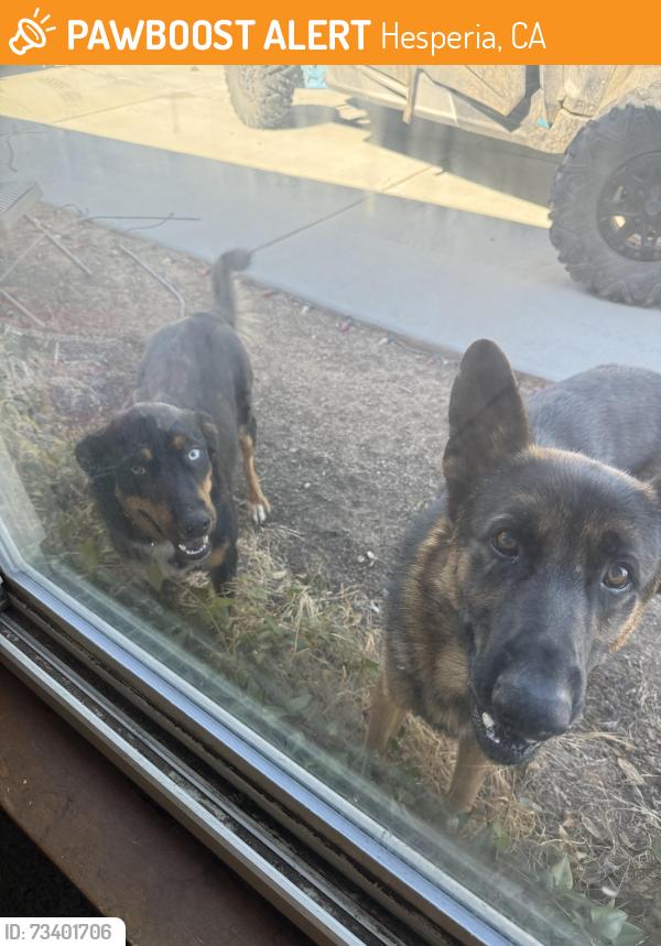 Found/Stray Male Dog last seen Hesperia airport, Hesperia, CA 92345