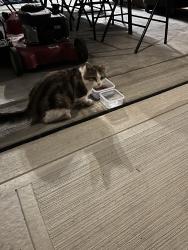 Found/Stray Unknown Cat last seen Dyer rd Sussex place and Lewes castle drive, Grove City, OH 43123