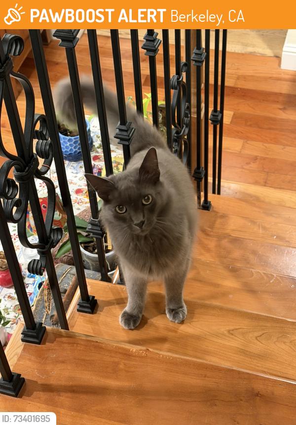 Found/Stray Male Cat last seen Campus Dr near Glendale, Berkeley, CA 94708