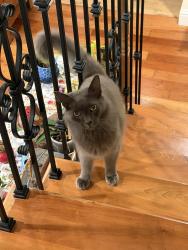 Found/Stray Male Cat last seen Campus Dr near Glendale, Berkeley, CA 94708