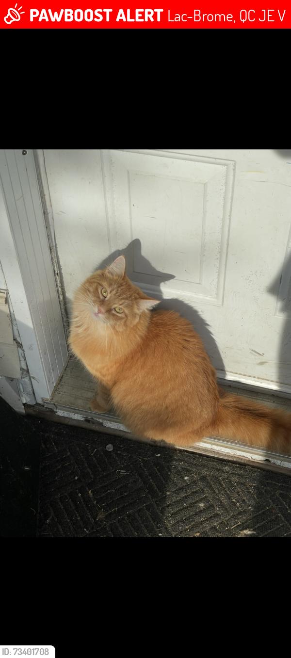 Lost Female Cat last seen Brook and Eugene, Lac-Brome, QC J0E 1V0