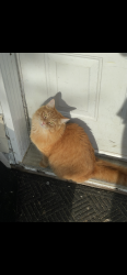 Lost Female Cat last seen Brook and Eugene, Lac-Brome, QC J0E 1V0