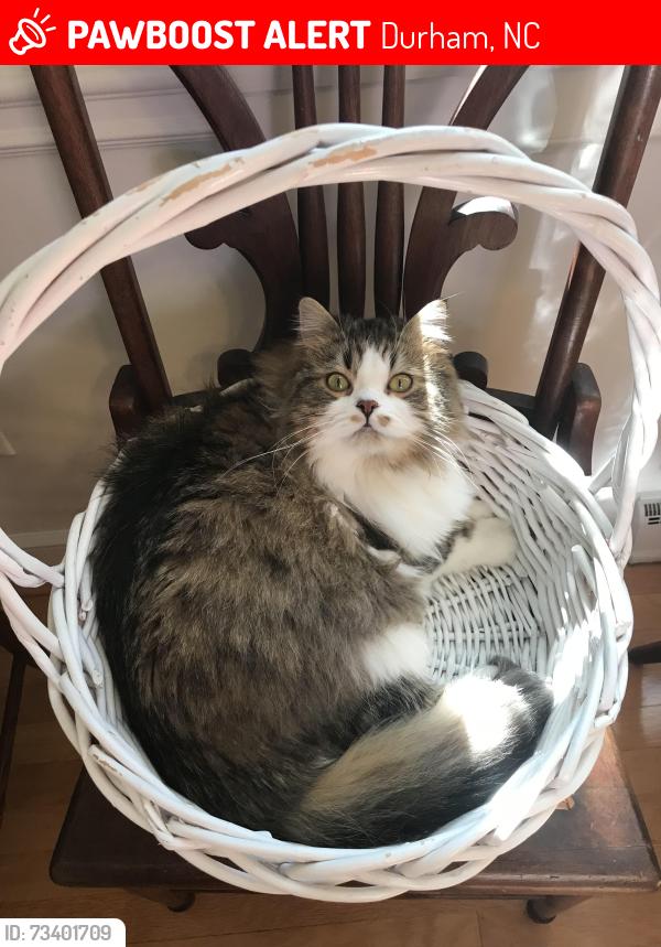 Lost Female Cat last seen Bentley & Darwin Rd, Durham, NC 27707