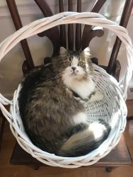 Lost Female Cat last seen Bentley & Darwin Rd, Durham, NC 27707