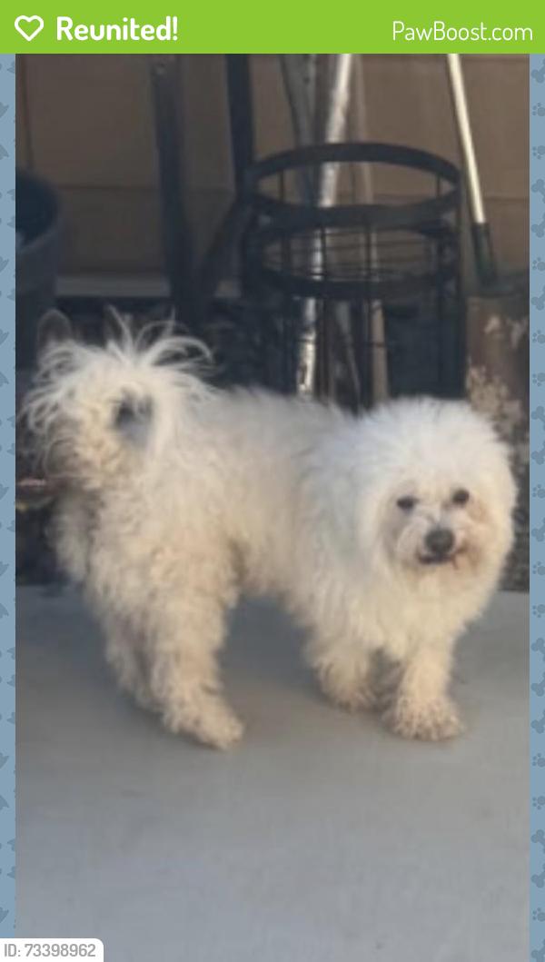 Reunited Male Dog last seen Arapahoe y capitán, Victorville, CA 92394