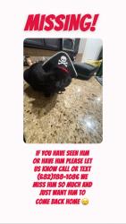 Lost Male Cat last seen Cresent Springs community, Crowley, TX 76036