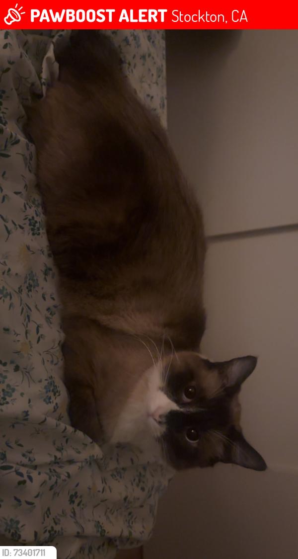 Lost Male Cat last seen Greeley way stockton, Stockton, CA 95207