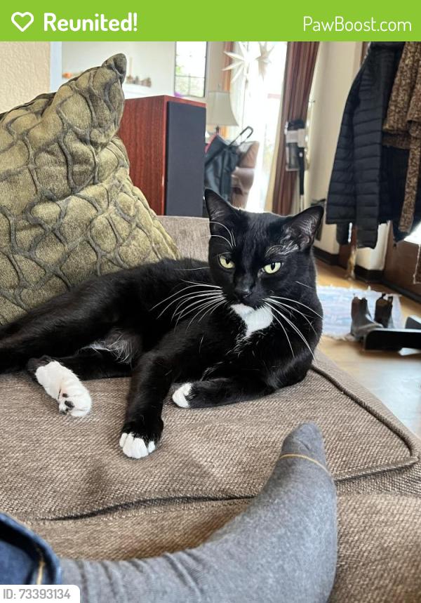 Reunited Male Cat last seen Welborn and Kite, San Diego, CA 92103