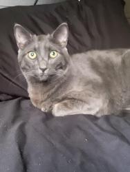 Lost Male Cat last seen Near Calle Tulipan, thousands oaks CA 91360, Thousand Oaks, CA 91360