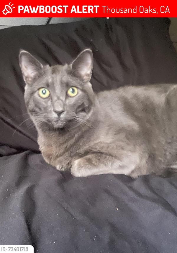 Lost Male Cat last seen Near Calle Tulipan, thousands oaks CA 91360, Thousand Oaks, CA 91360
