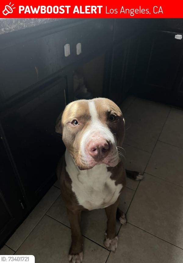 Lost Male Dog last seen Near w 42nd st, Los Angeles, CA 90037