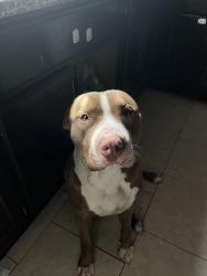 Lost Male Dog last seen Near w 42nd st, Los Angeles, CA 90037