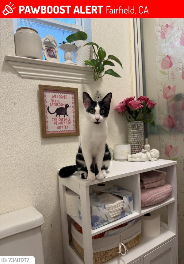 Lost Female Cat last seen Valencia Dr, Fairfield, CA 94533