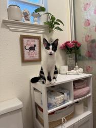 Lost Female Cat last seen Valencia Dr, Fairfield, CA 94533
