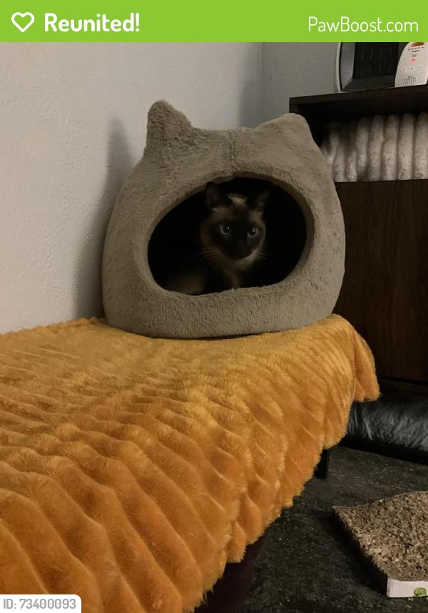 Reunited Male Cat last seen Lloyd Ave, Pittsburgh, PA 15218