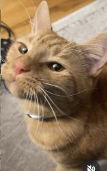 Lost Male Cat last seen Tonti, South Bend, IN 46601