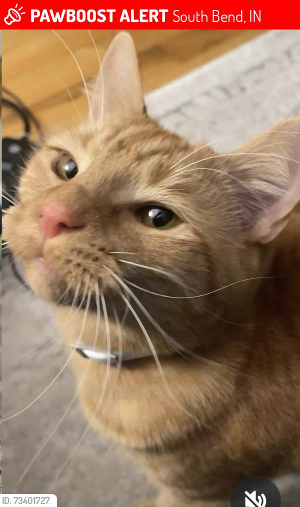 Lost Male Cat last seen Tonti, South Bend, IN 46601