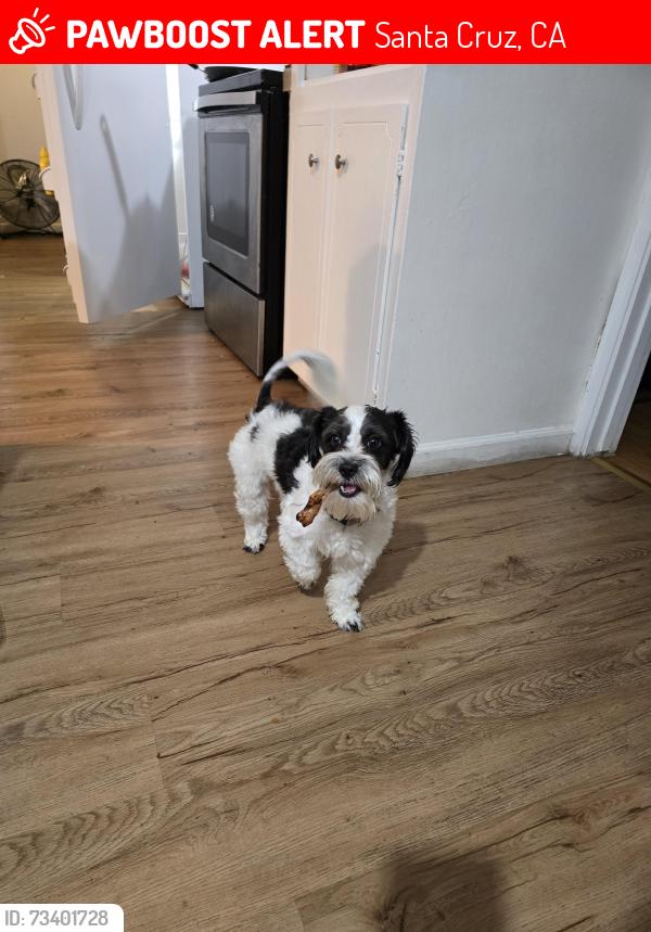 Lost Male Dog last seen Pacific ave, Santa Cruz, CA 95060