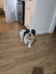 Lost Male Dog last seen Pacific ave, Santa Cruz, CA 95060