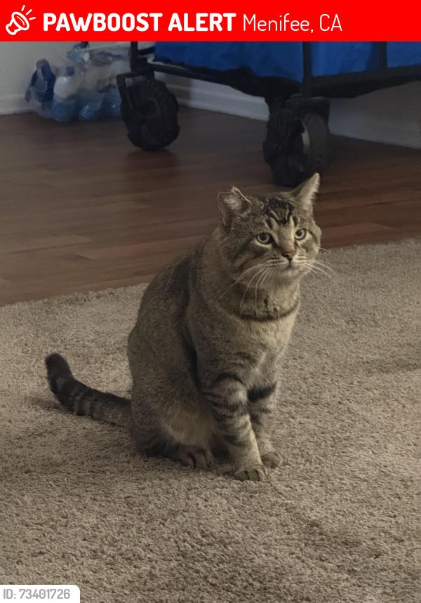 Lost Male Cat last seen Corte Hermoso, Menifee, CA 92596