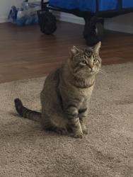Lost Male Cat last seen Corte Hermoso, Menifee, CA 92596