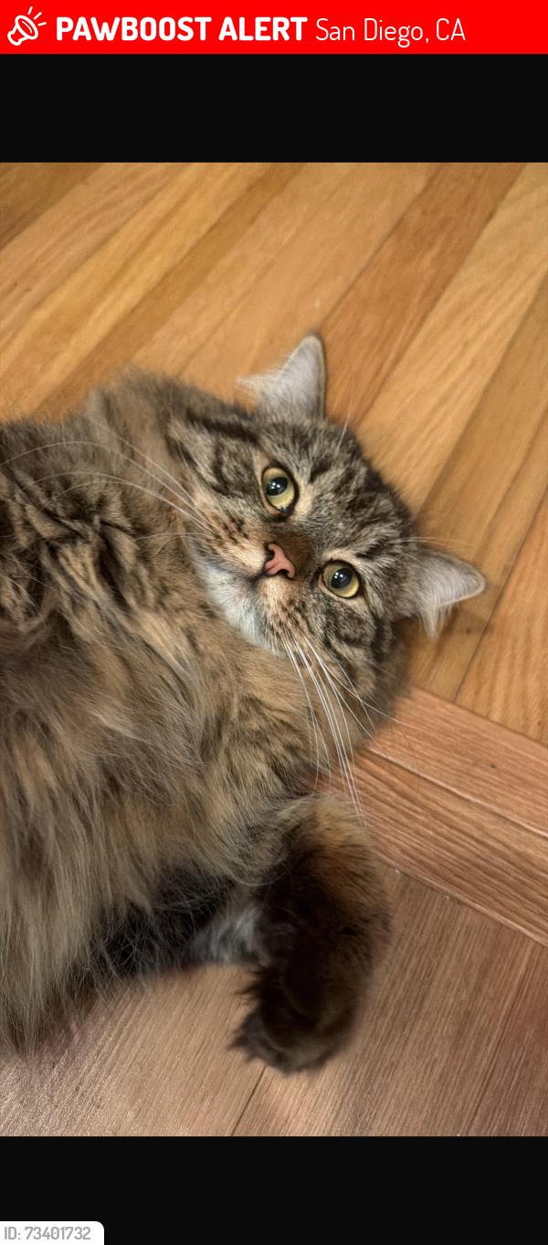 Lost Male Cat last seen Fay avenue, San Diego, CA 92037