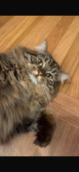 Lost Male Cat last seen Fay avenue, San Diego, CA 92037