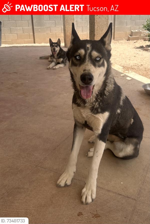 Lost Female Dog last seen Drexel and Campbell, Tucson, AZ 85706