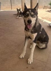 Lost Female Dog last seen Drexel and Campbell, Tucson, AZ 85706