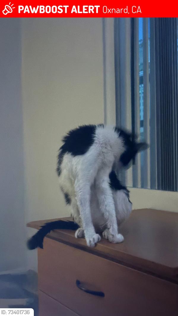 Lost Male Cat last seen Long Branch, Oxnard, CA 93033