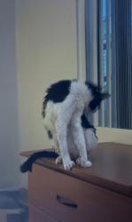 Lost Male Cat last seen Long Branch, Oxnard, CA 93033