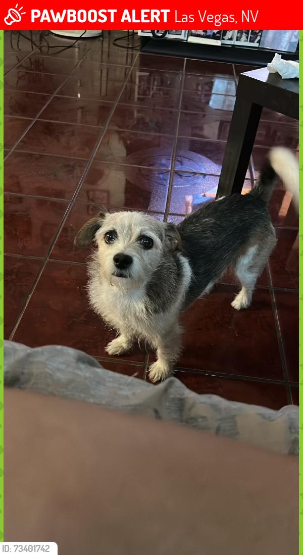 Lost Male Dog last seen Rainbow & Alexander, Las Vegas, NV 89108