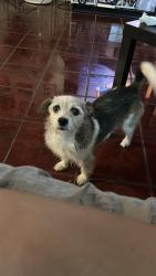 Lost Male Dog last seen Rainbow & Alexander, Las Vegas, NV 89108