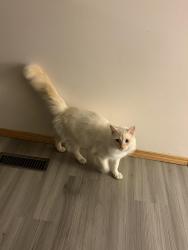 Found/Stray Unknown Cat last seen G.S Lakie school, Lethbridge, AB T1K 7N7