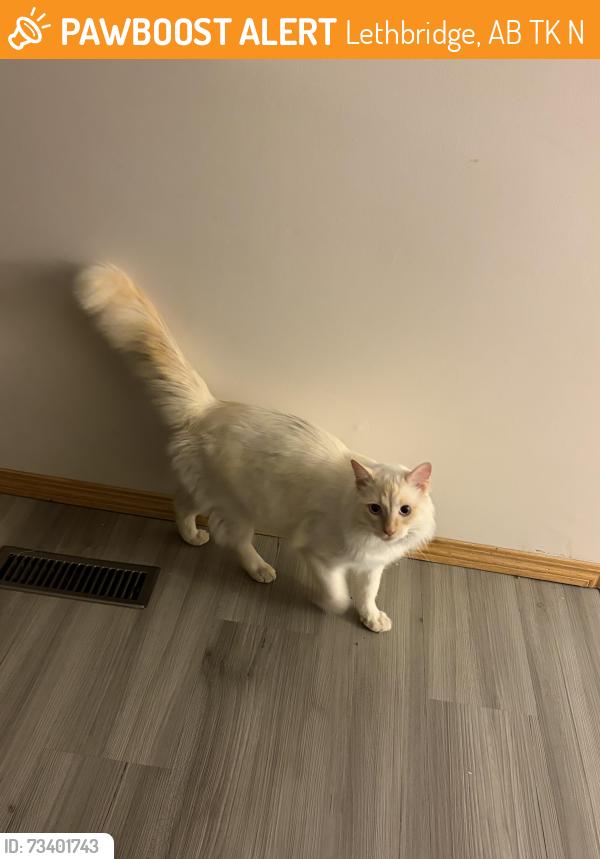 Found/Stray Unknown Cat last seen G.S Lakie school, Lethbridge, AB T1K 7N7
