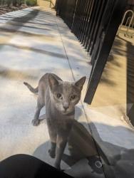 Found/Stray Unknown Cat last seen museum, Riverside, CA 92508