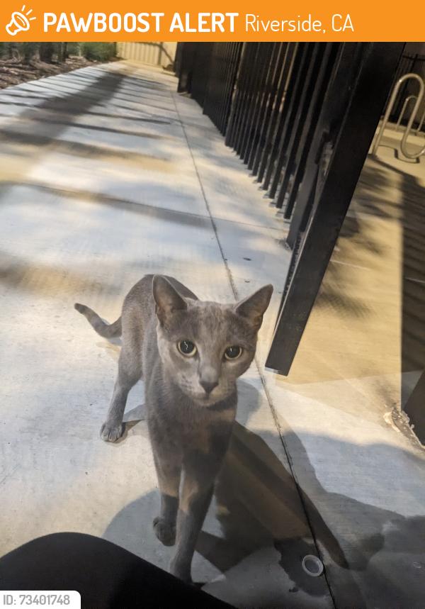 Found/Stray Unknown Cat last seen museum, Riverside, CA 92508