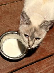Found/Stray Female Cat last seen Jackson ave, Winston-Salem, NC 27105