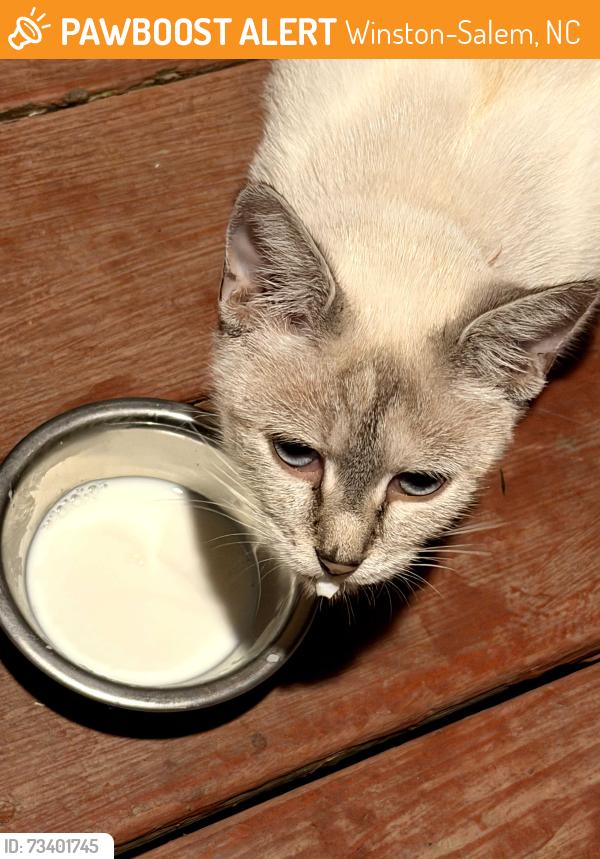 Found/Stray Female Cat last seen Jackson ave, Winston-Salem, NC 27105
