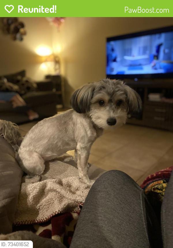 Reunited Female Dog last seen 48th st Virginia, Phoenix, AZ 85008