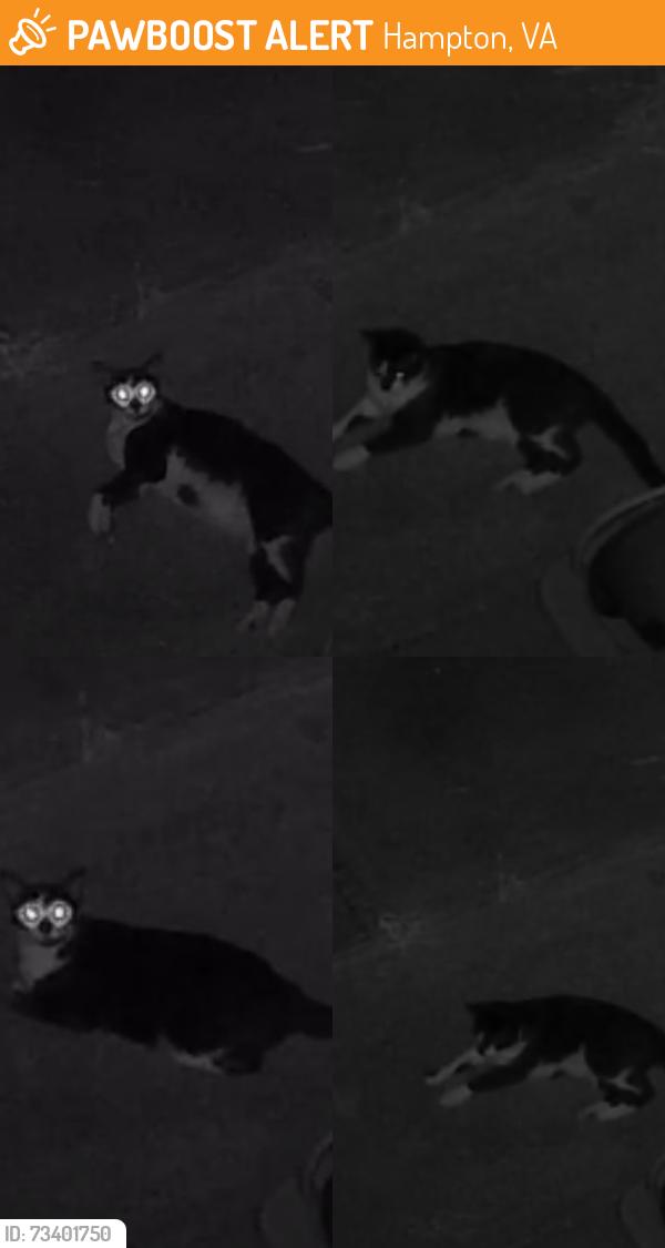 Found/Stray Unknown Cat last seen Roaming yards near east gillbert and riverchase, Hampton, VA 23669