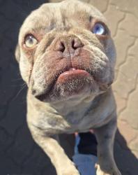 Lost Female Dog last seen International, Oakland, CA 94621