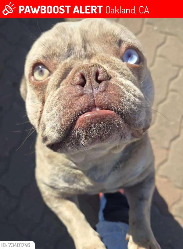Lost Female Dog last seen International, Oakland, CA 94621