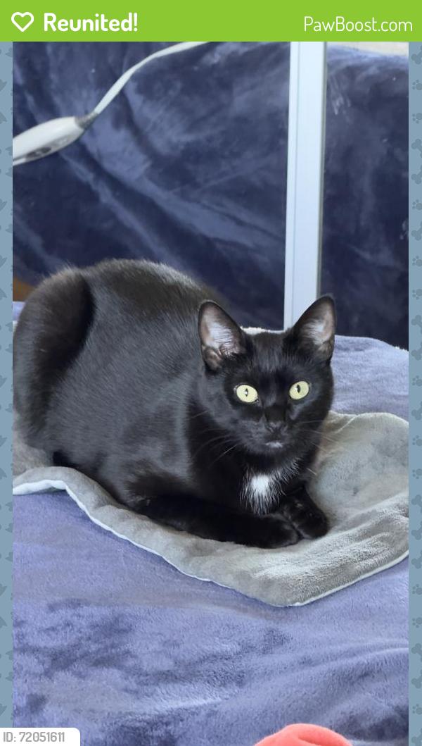 Reunited Female Cat last seen Near Christie Ave, Emeryville, CA 94608, USA, Emeryville, CA 94608